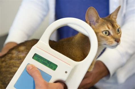 rfid tracking chips for cats|cat microchip vs gps.